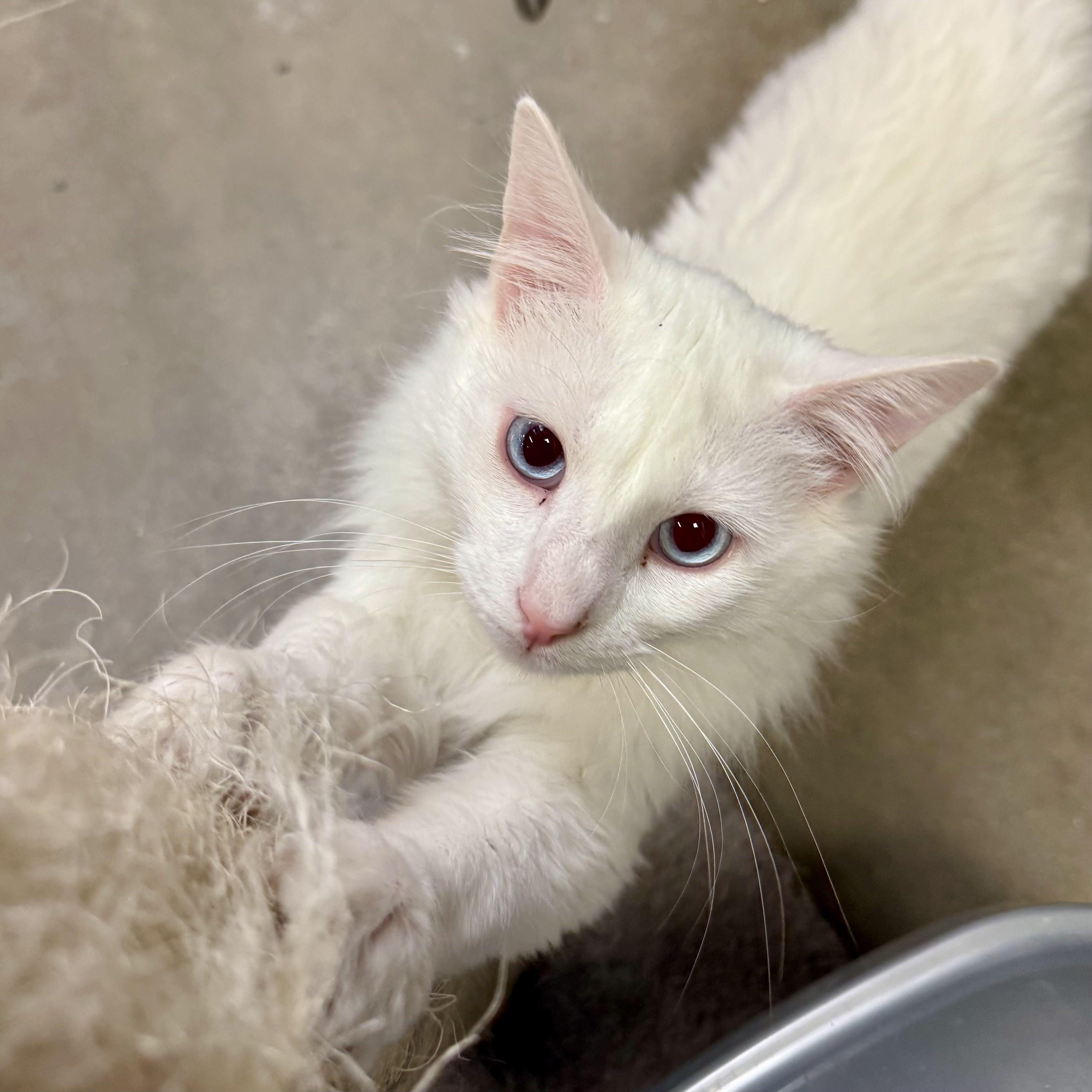 Merino, an adoptable Turkish Angora, Turkish Van in Tulsa, OK, 74135 | Photo Image 4