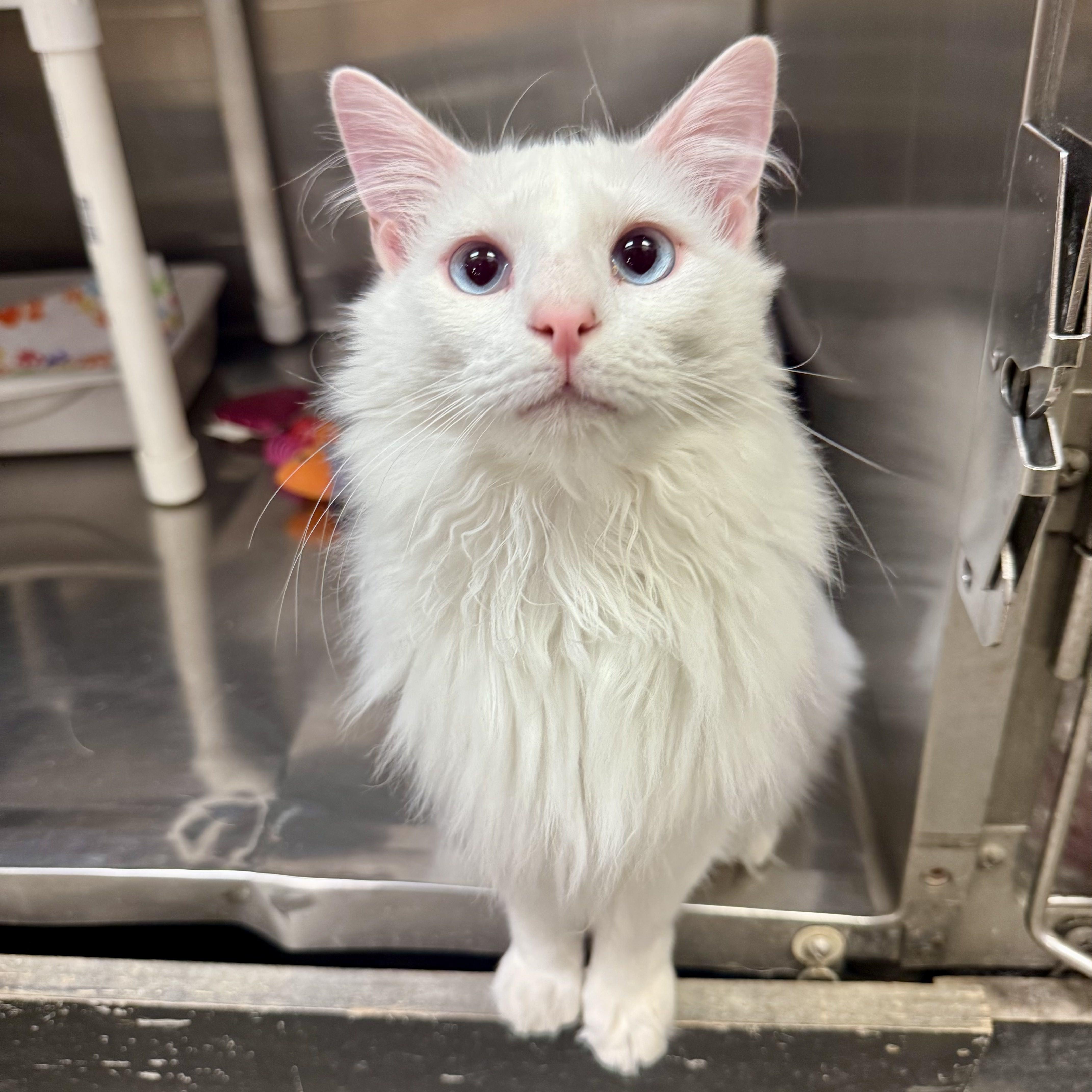 Merino, an adoptable Turkish Angora, Turkish Van in Tulsa, OK, 74135 | Photo Image 1