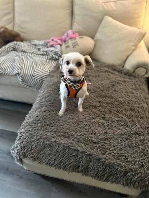 TJ , adopted, Adult Male Morkie.