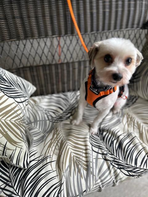 Enlarge TJ , an adopted Morkie in Maitland, FL image 5/5