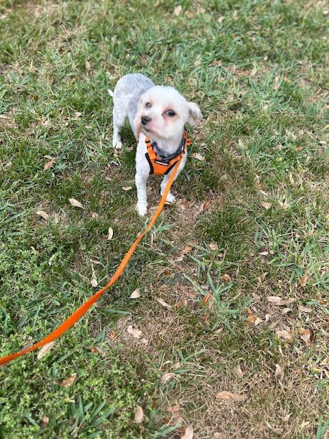 Enlarge TJ , an adopted Morkie in Maitland, FL image 3/5