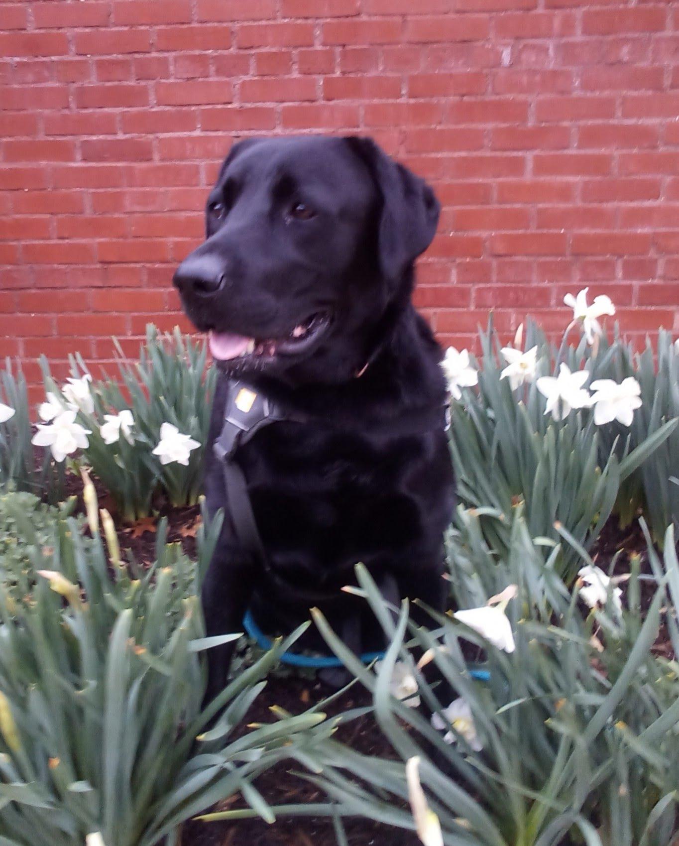 Enlarge Morris, a ADOPTABLE Black Labrador Retriever in Indianapolis, IN image 1/6