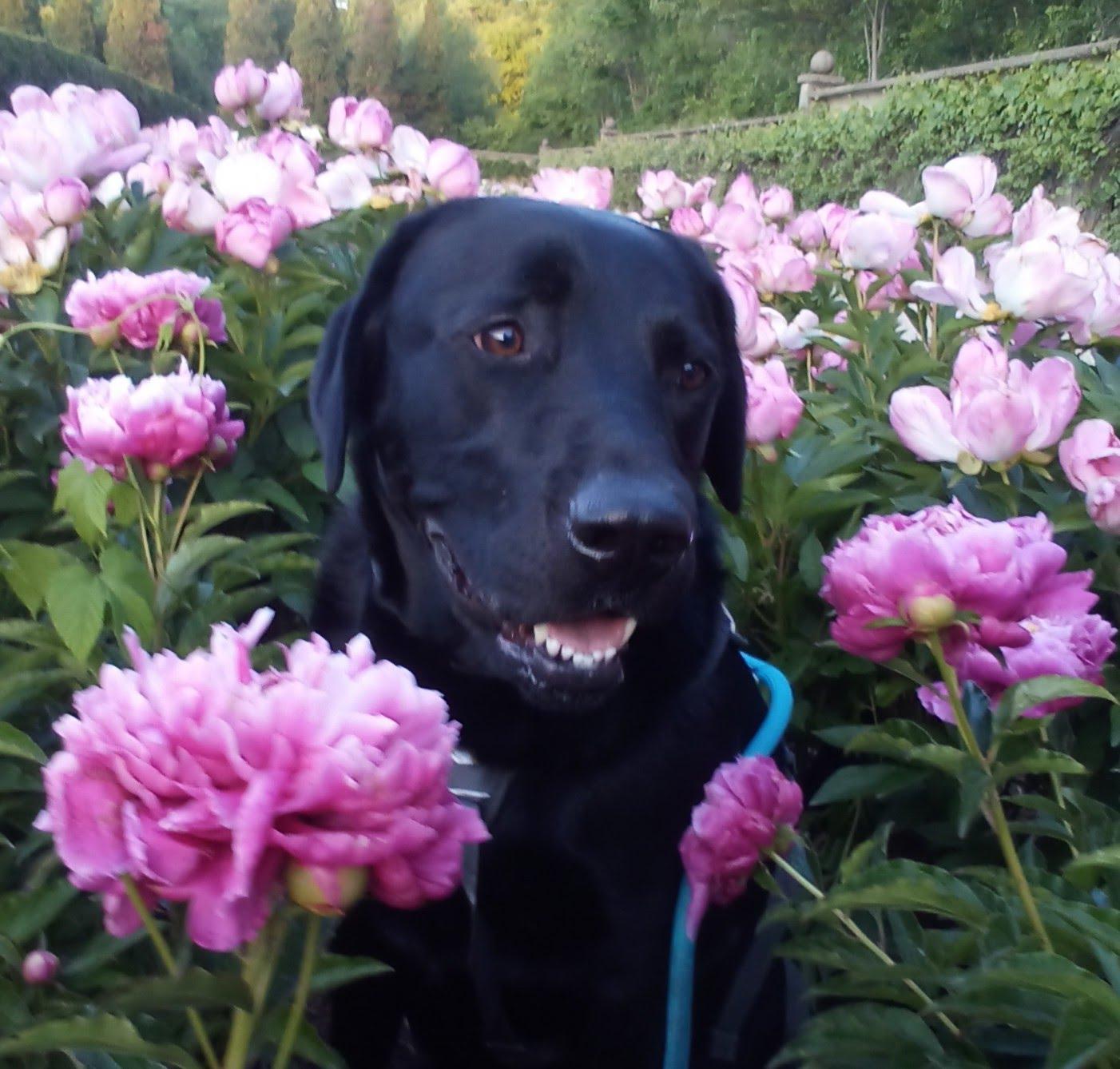 Enlarge Morris, a ADOPTABLE Black Labrador Retriever in Indianapolis, IN image 2/6