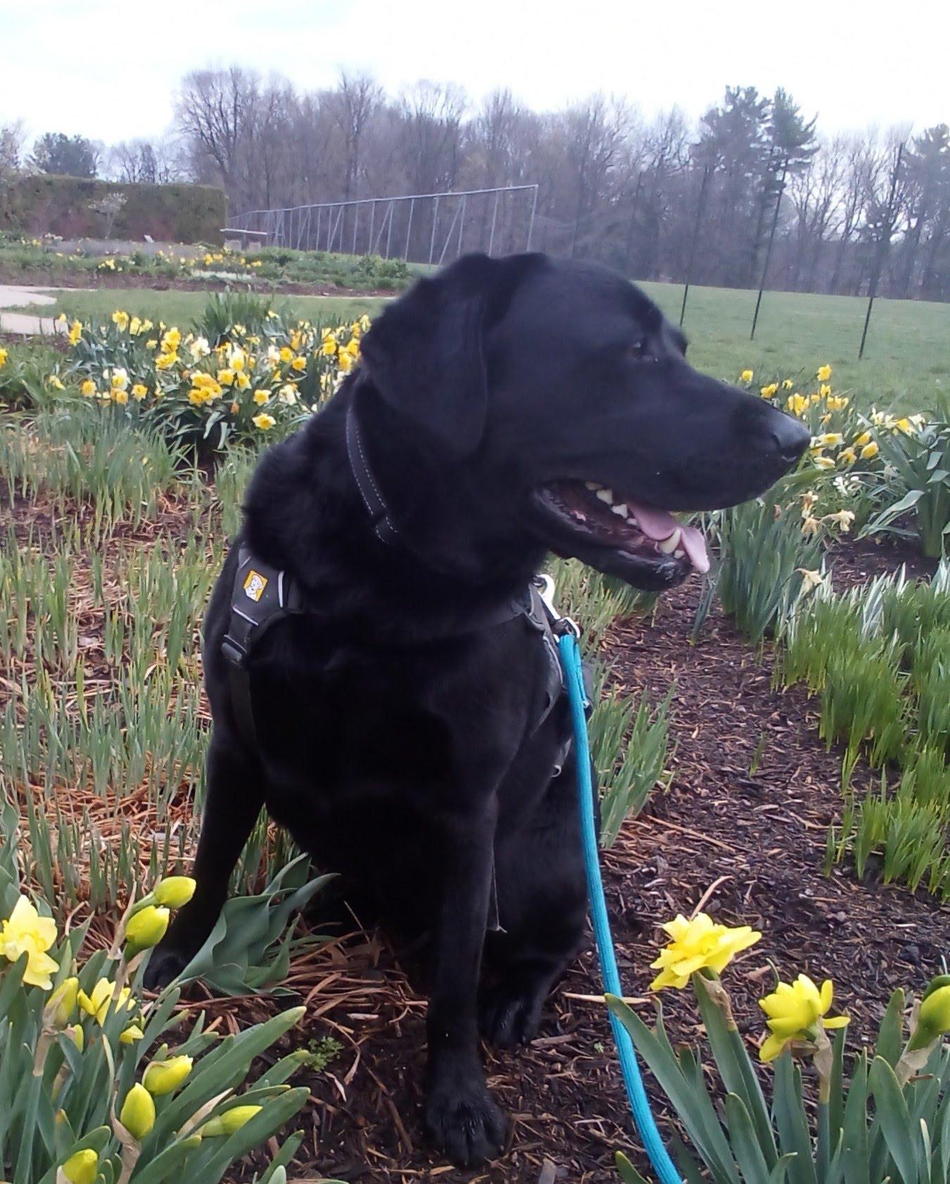 Enlarge Morris, a ADOPTABLE Black Labrador Retriever in Indianapolis, IN image 6/6