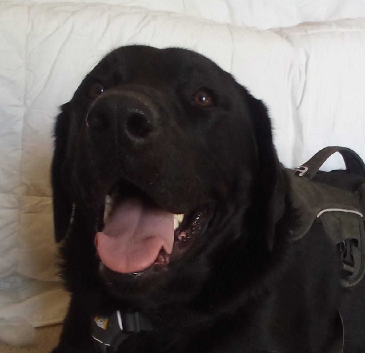 Enlarge Morris - COMING SOON!, a ADOPTABLE Black Labrador Retriever in Indianapolis, IN image 3/3