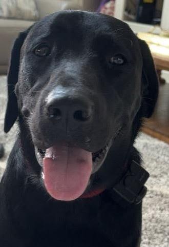 Morris - COMING SOON!, ADOPTABLE, Young Male Black Labrador Retriever.