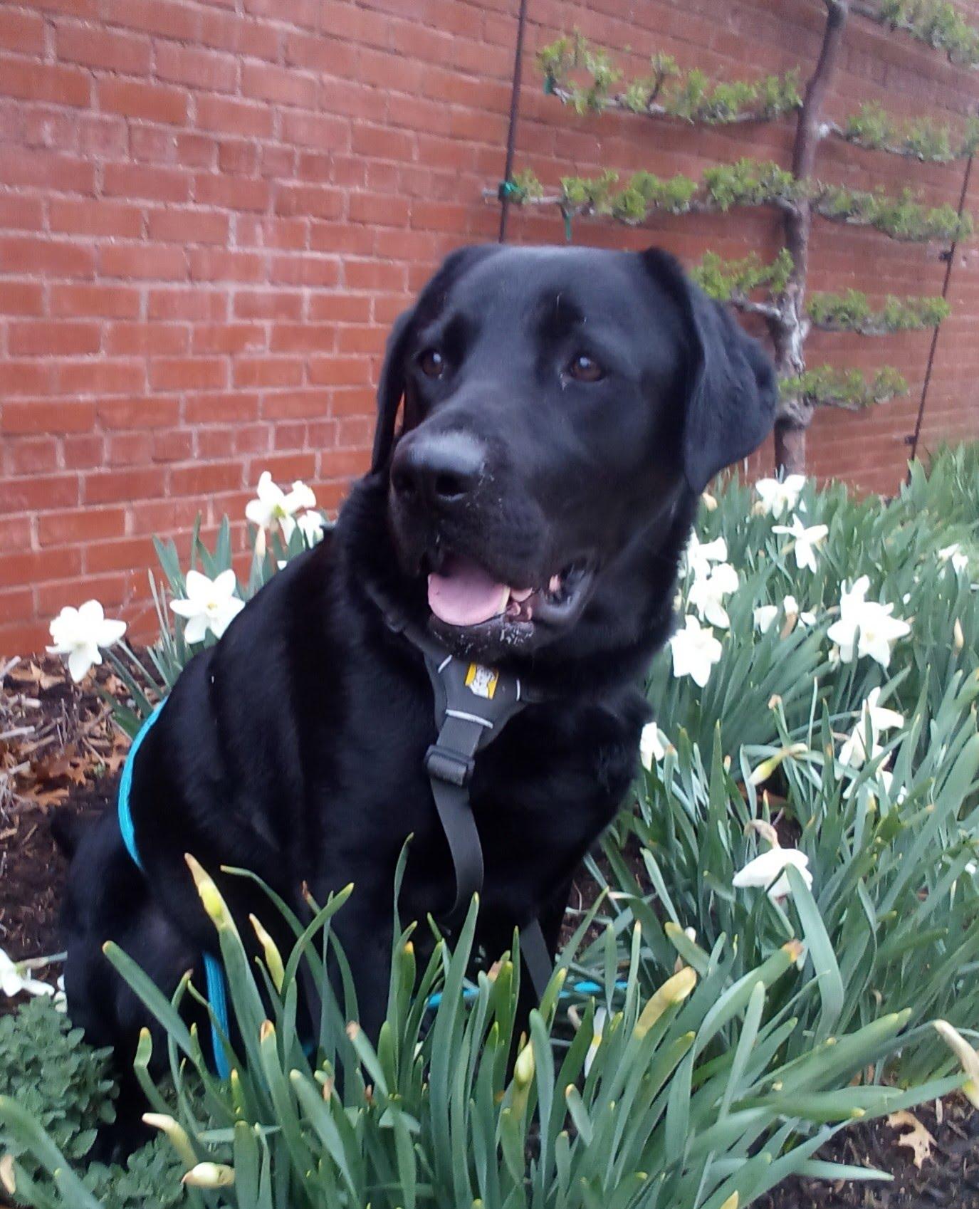 Enlarge Morris, a ADOPTABLE Black Labrador Retriever in Indianapolis, IN image 5/6