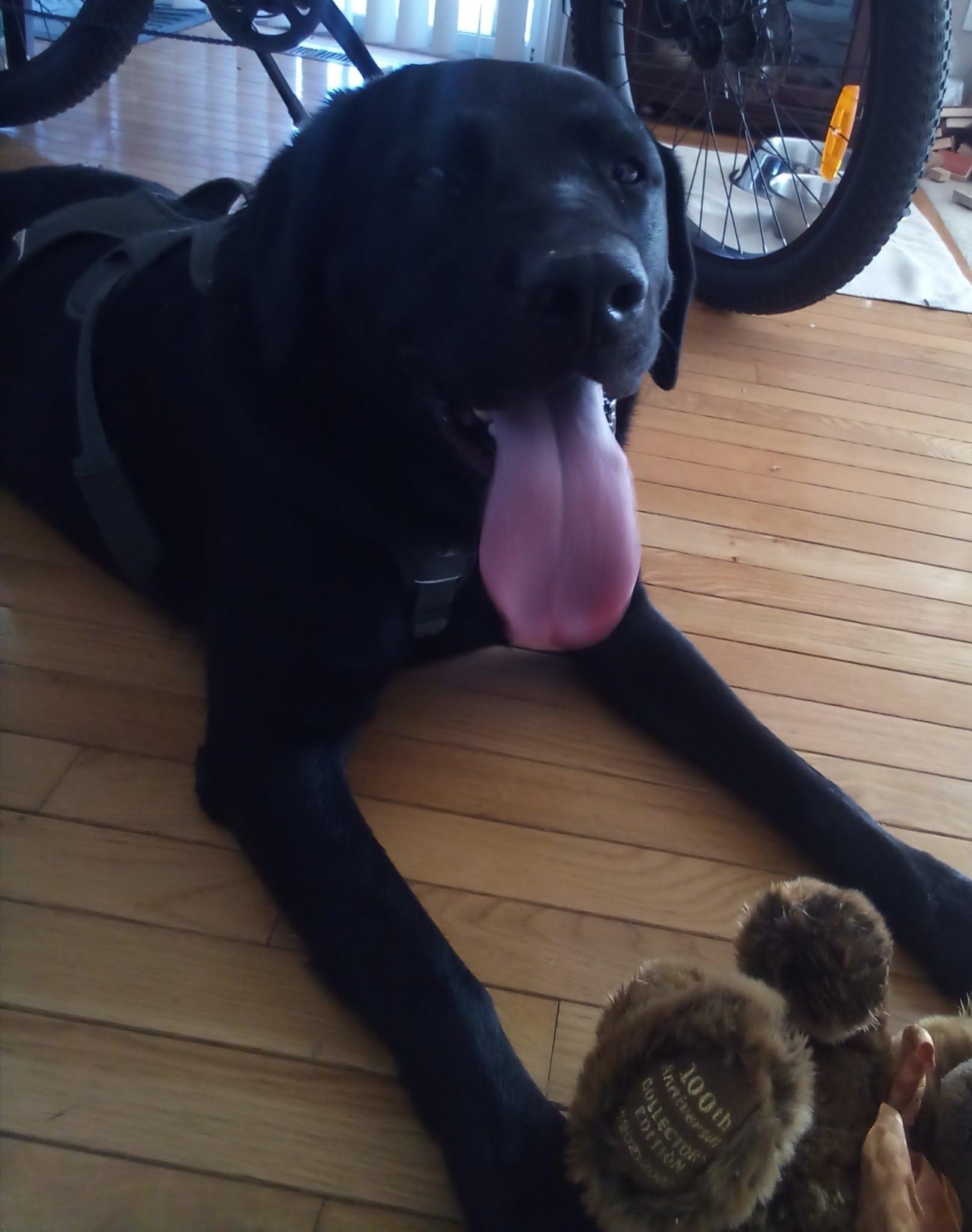 Enlarge Morris - COMING SOON!, a ADOPTABLE Black Labrador Retriever in Indianapolis, IN image 2/3