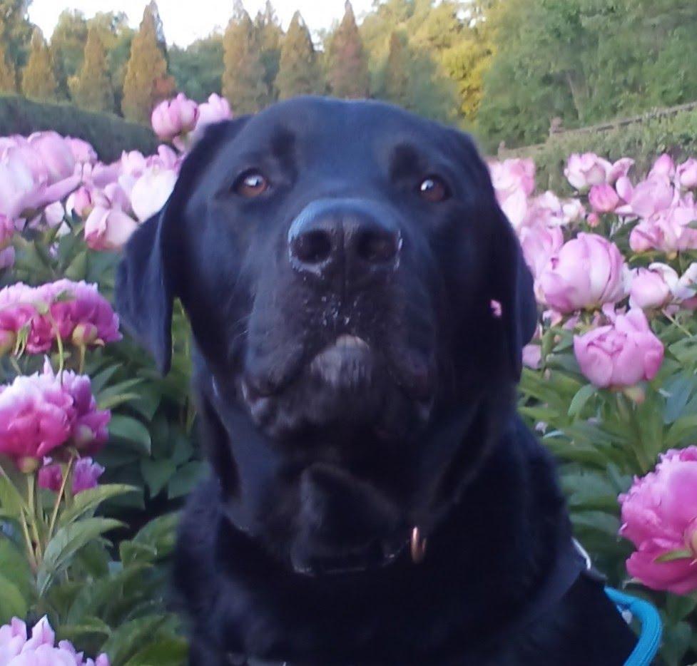 Morris, ADOPTABLE, Young Male Black Labrador Retriever.
