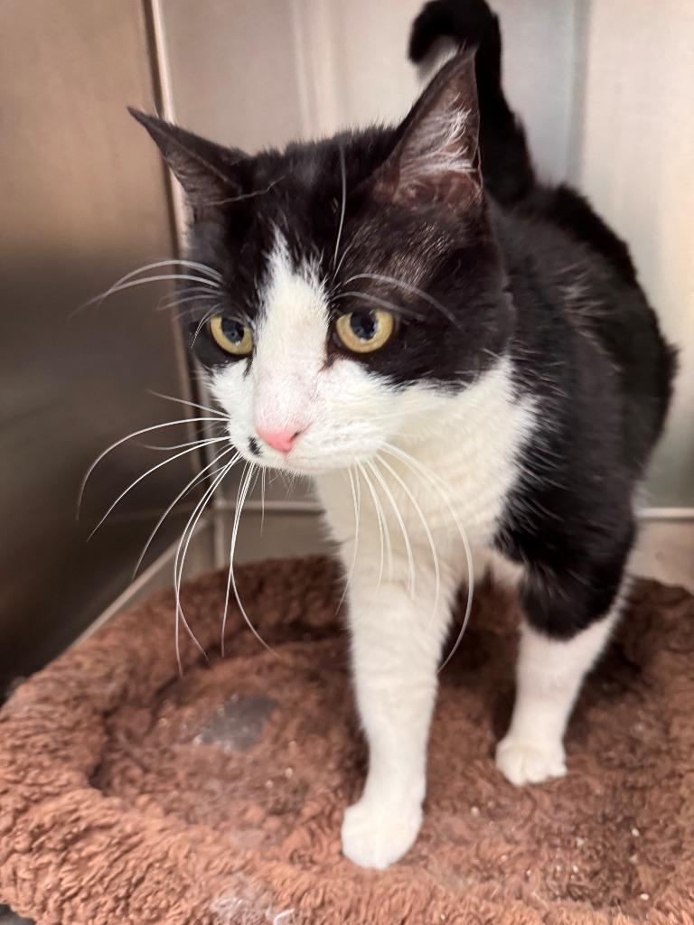 Enlarge Dori, a Adoptable mixed breed in Kenai, AK image 1/1