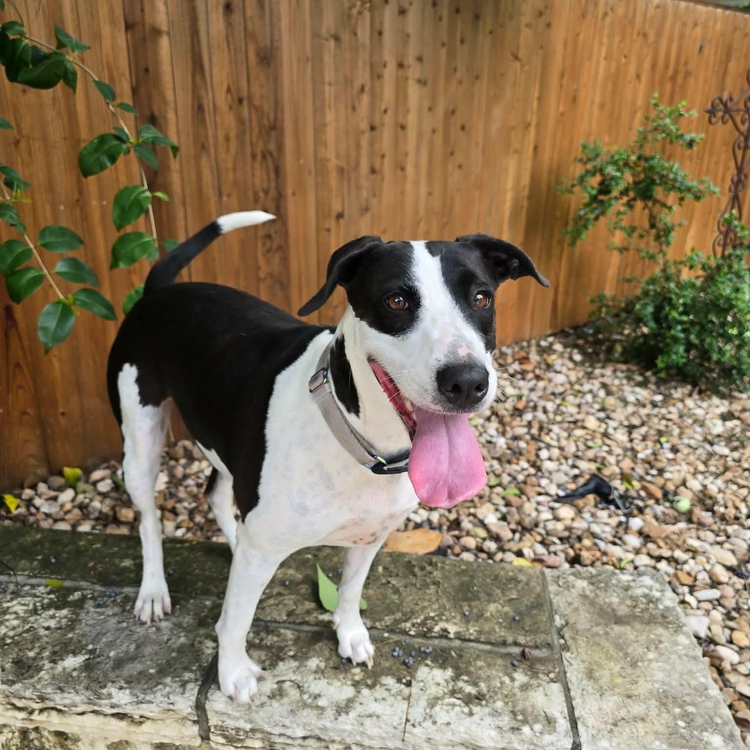 Charity, Adoptable, Young Female Labrador Retriever & Bull Terrier.
