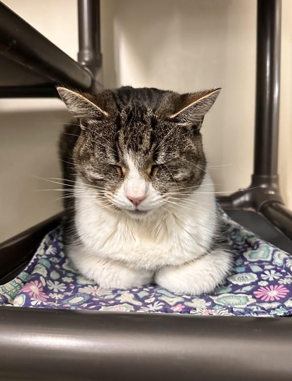 Enlarge Periwinkle, a Adoptable mixed breed in Santa Rosa, CA image 3/5