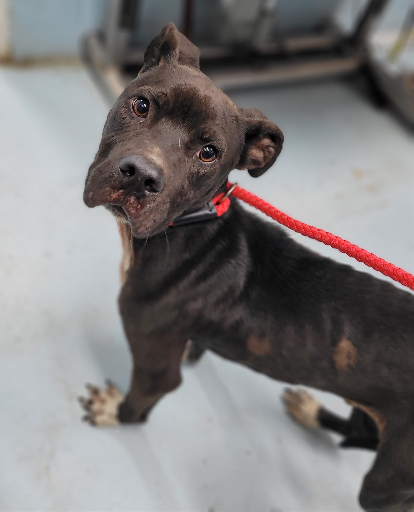 LUKAS, Adult Male American Bully