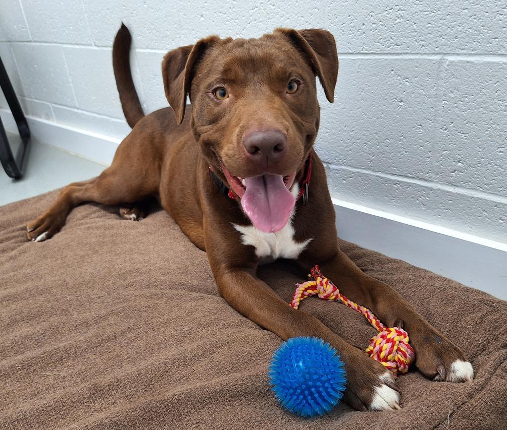 Enlarge Dilbert, a Adoptable Pit Bull Terrier in Noble, OK image 1/6