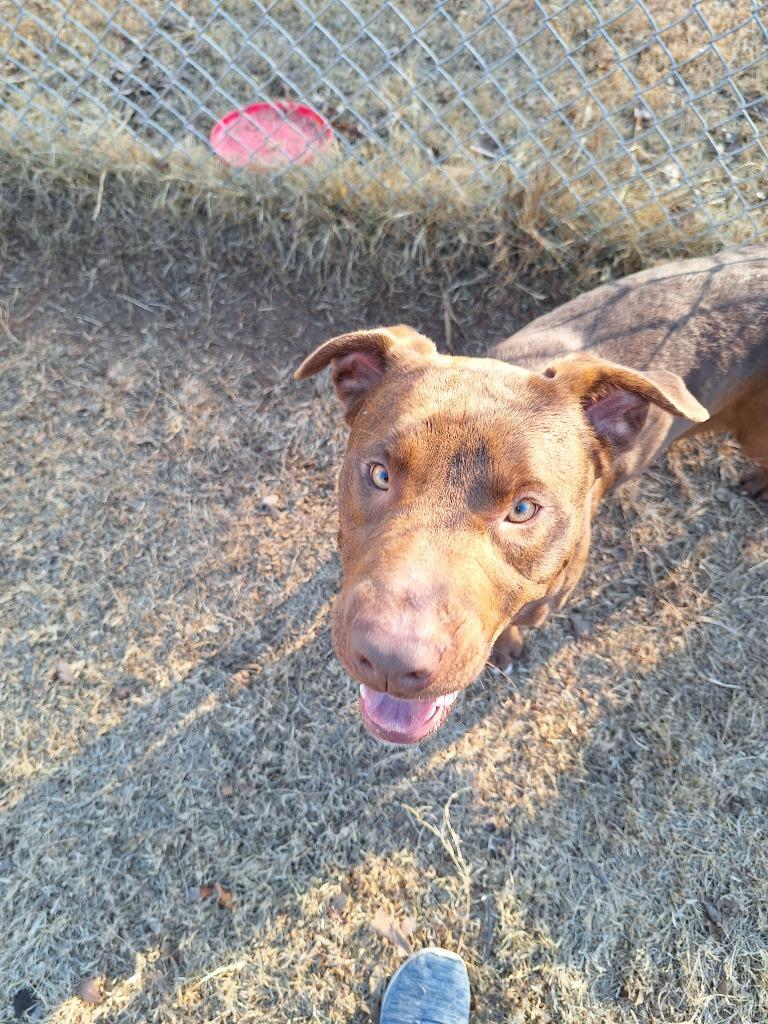 Enlarge Dilbert, a Adoptable Pit Bull Terrier in Noble, OK image 3/6