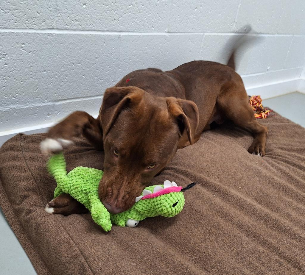 Enlarge Dilbert, a Adoptable Pit Bull Terrier in Noble, OK image 4/6