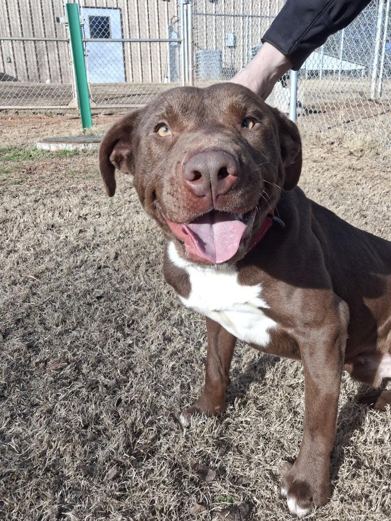 Enlarge Dilbert, a Adoptable Pit Bull Terrier in Noble, OK image 5/6