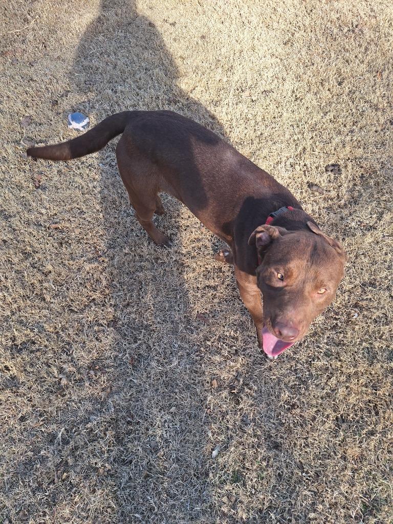 Enlarge Dilbert, a Adoptable Pit Bull Terrier in Noble, OK image 6/6