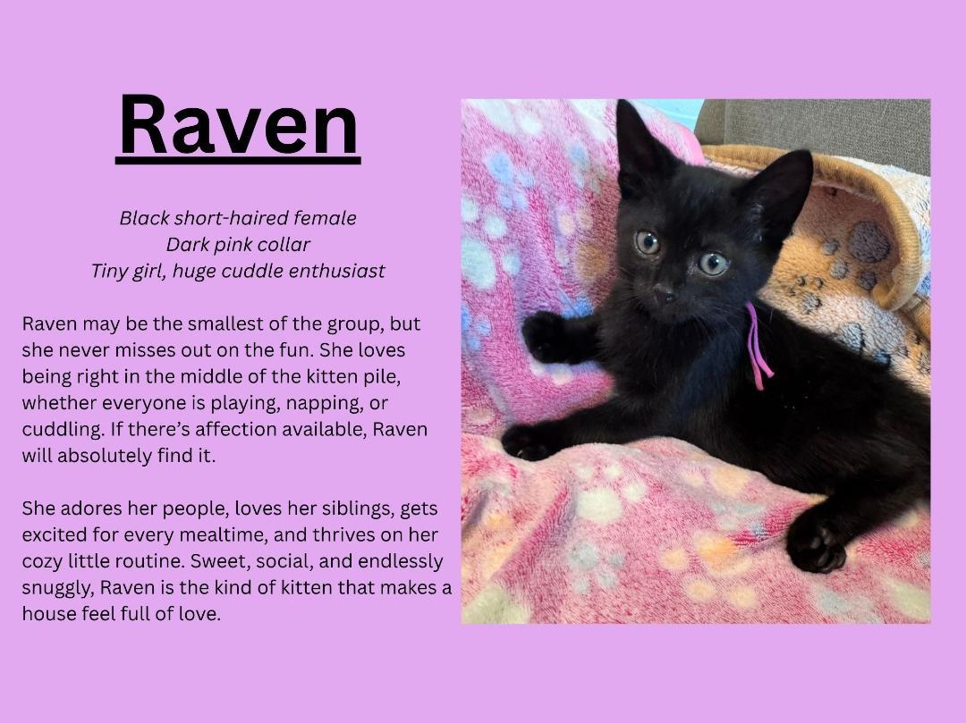 Raven, ADOPTABLE, Kitten Female Domestic Short Hair.