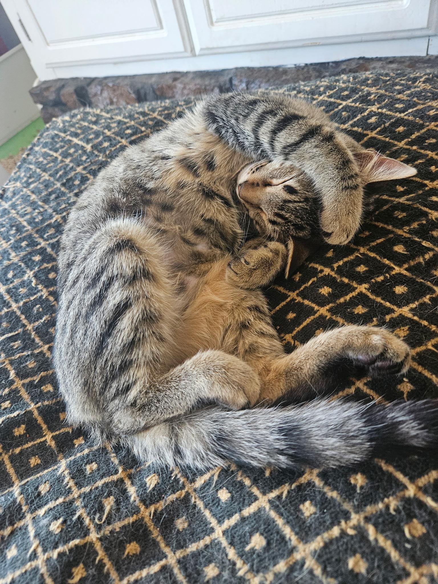 Enlarge Fig, a Adoptable Domestic Short Hair in Guthrie, OK image 1/4