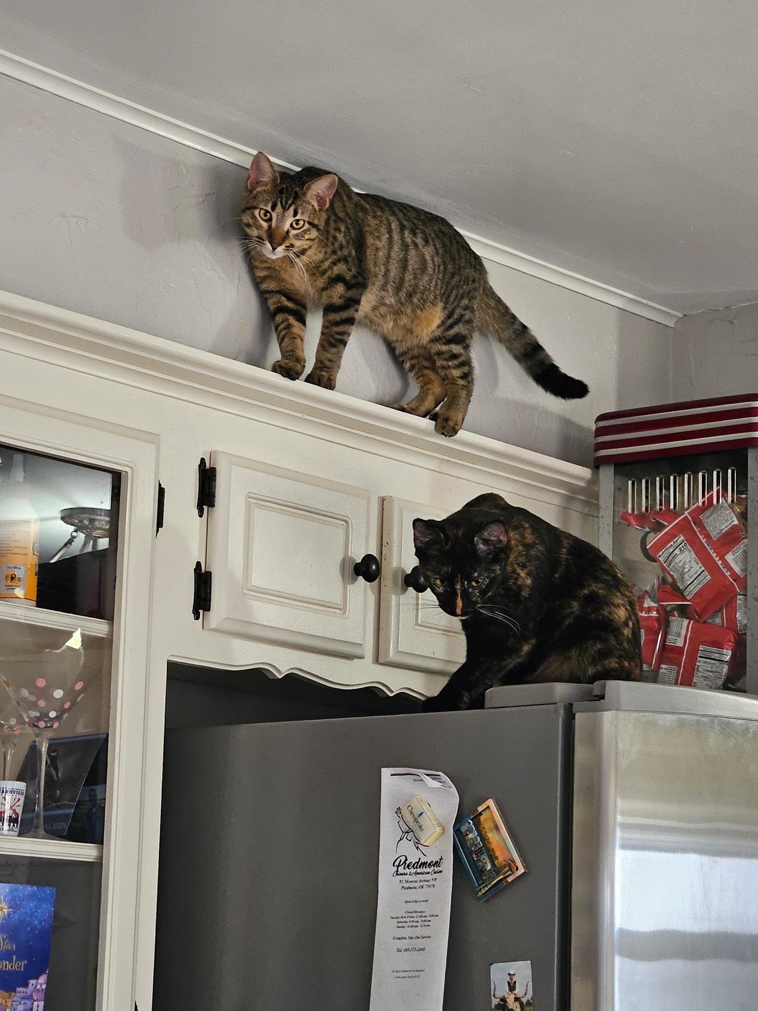 Enlarge Fig, a Adoptable Domestic Short Hair in Guthrie, OK image 2/4