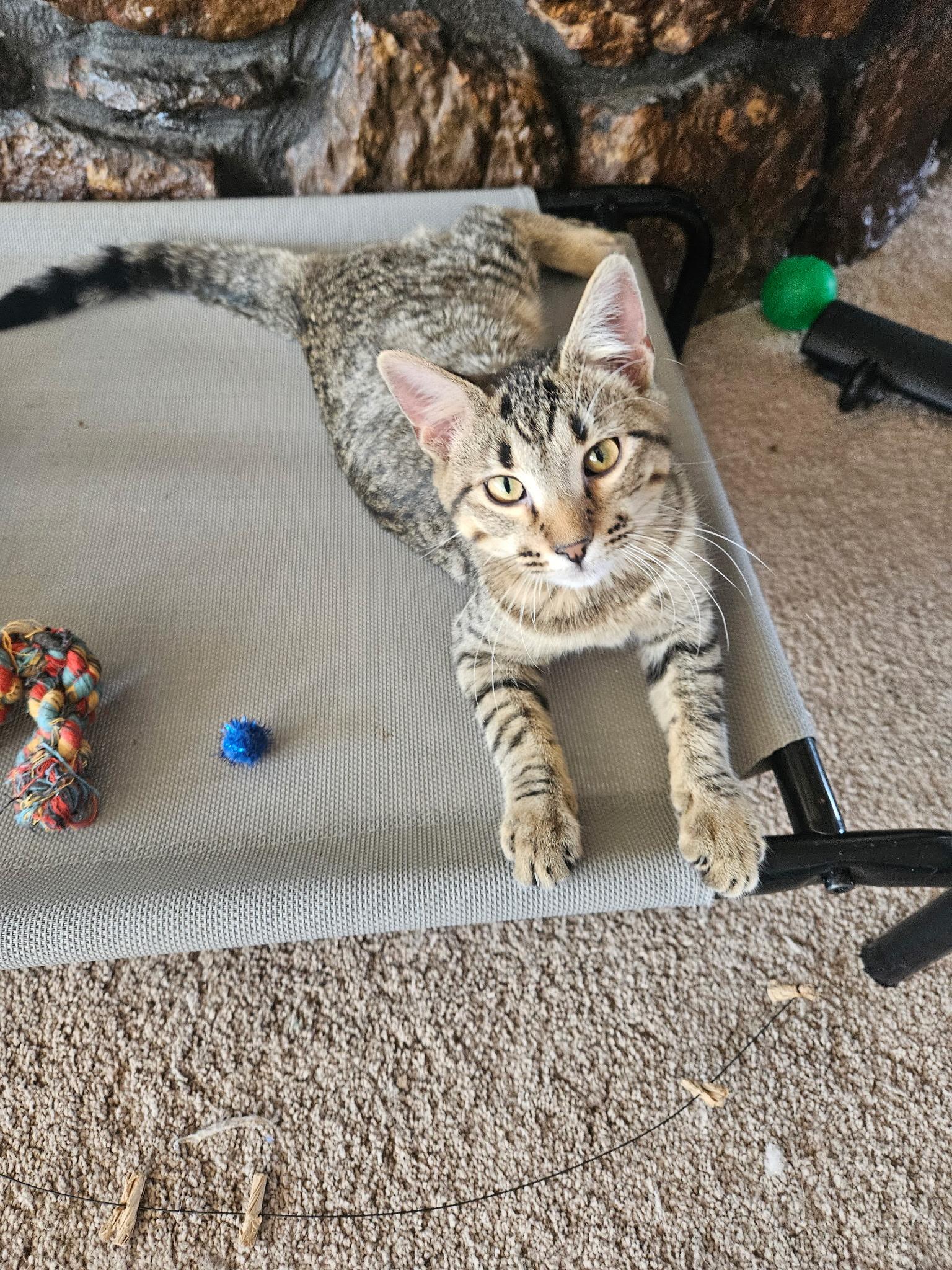 Enlarge Fig, a Adoptable Domestic Short Hair in Guthrie, OK image 4/4