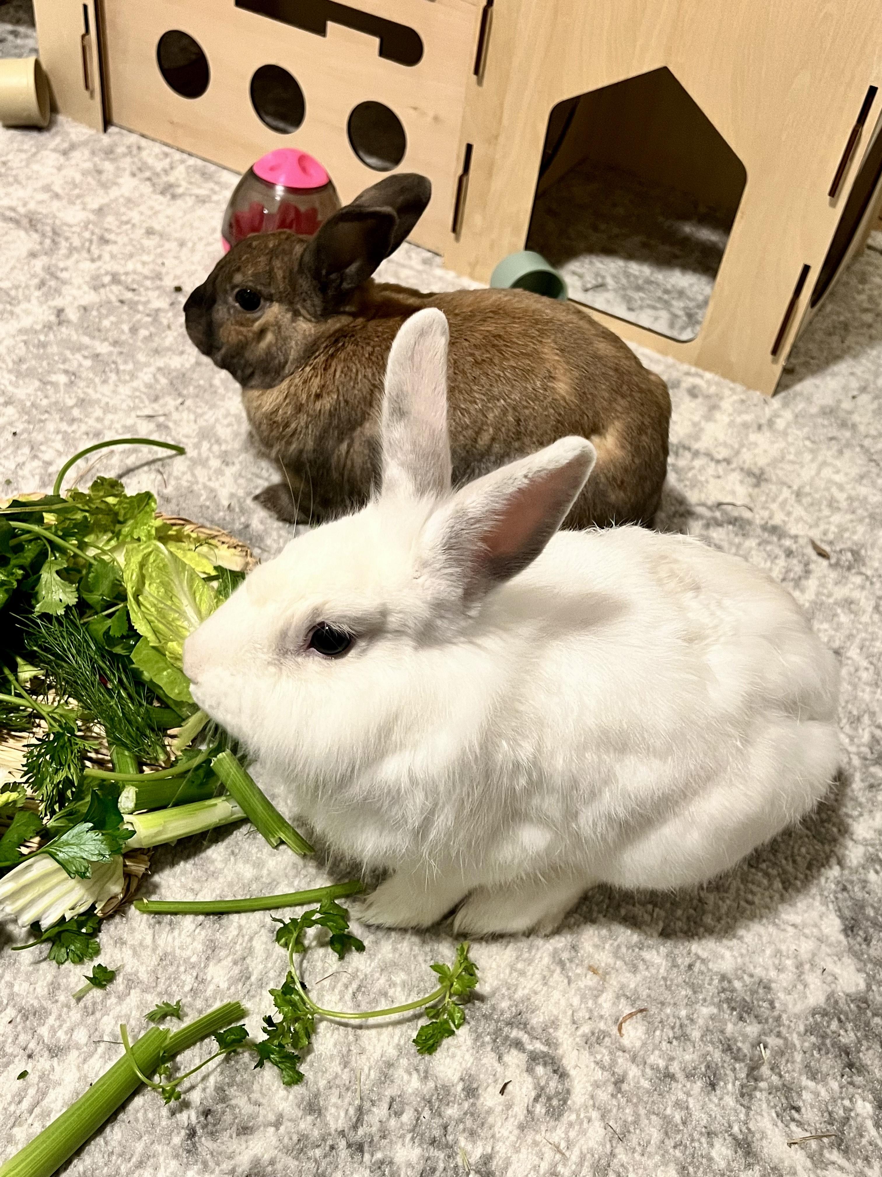 Ambrose & Chantilly 5