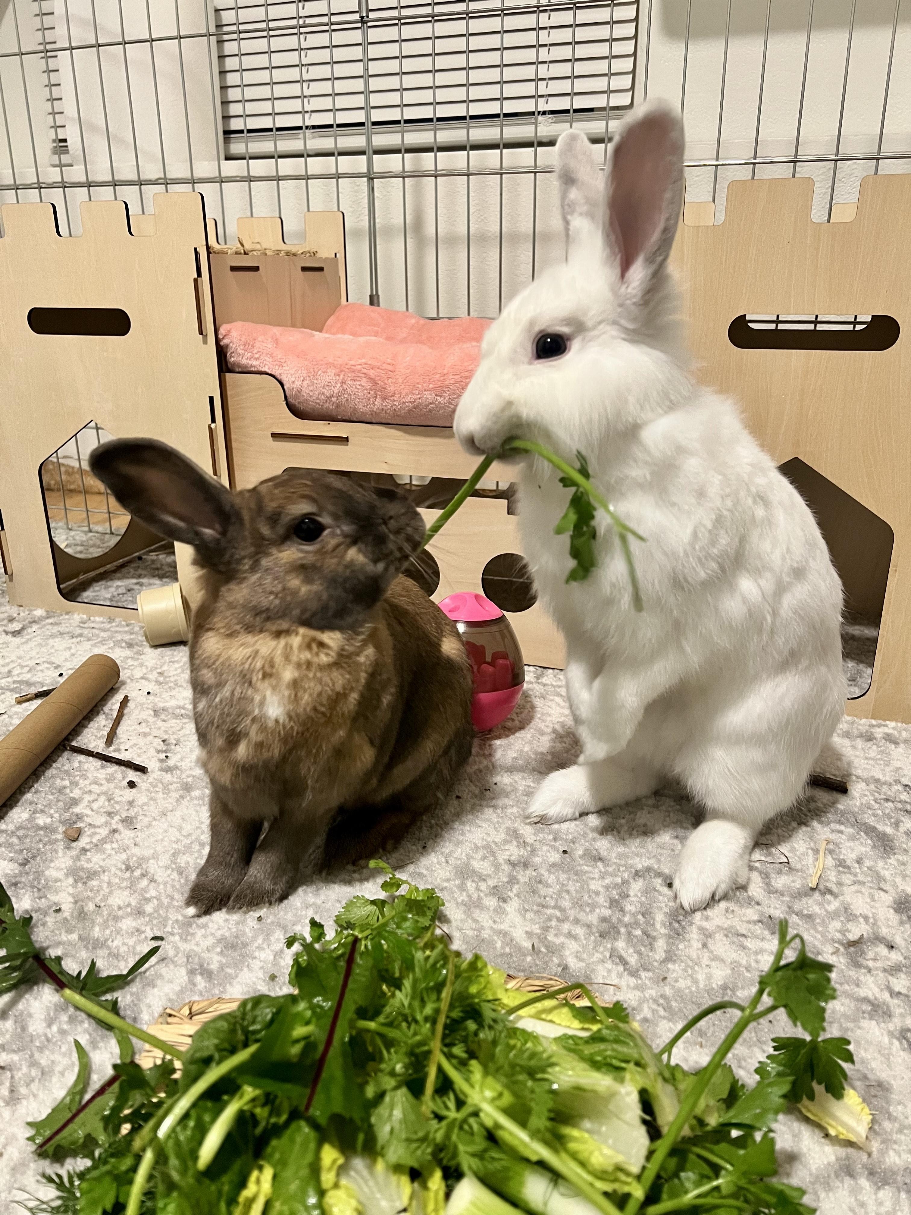 Ambrose & Chantilly