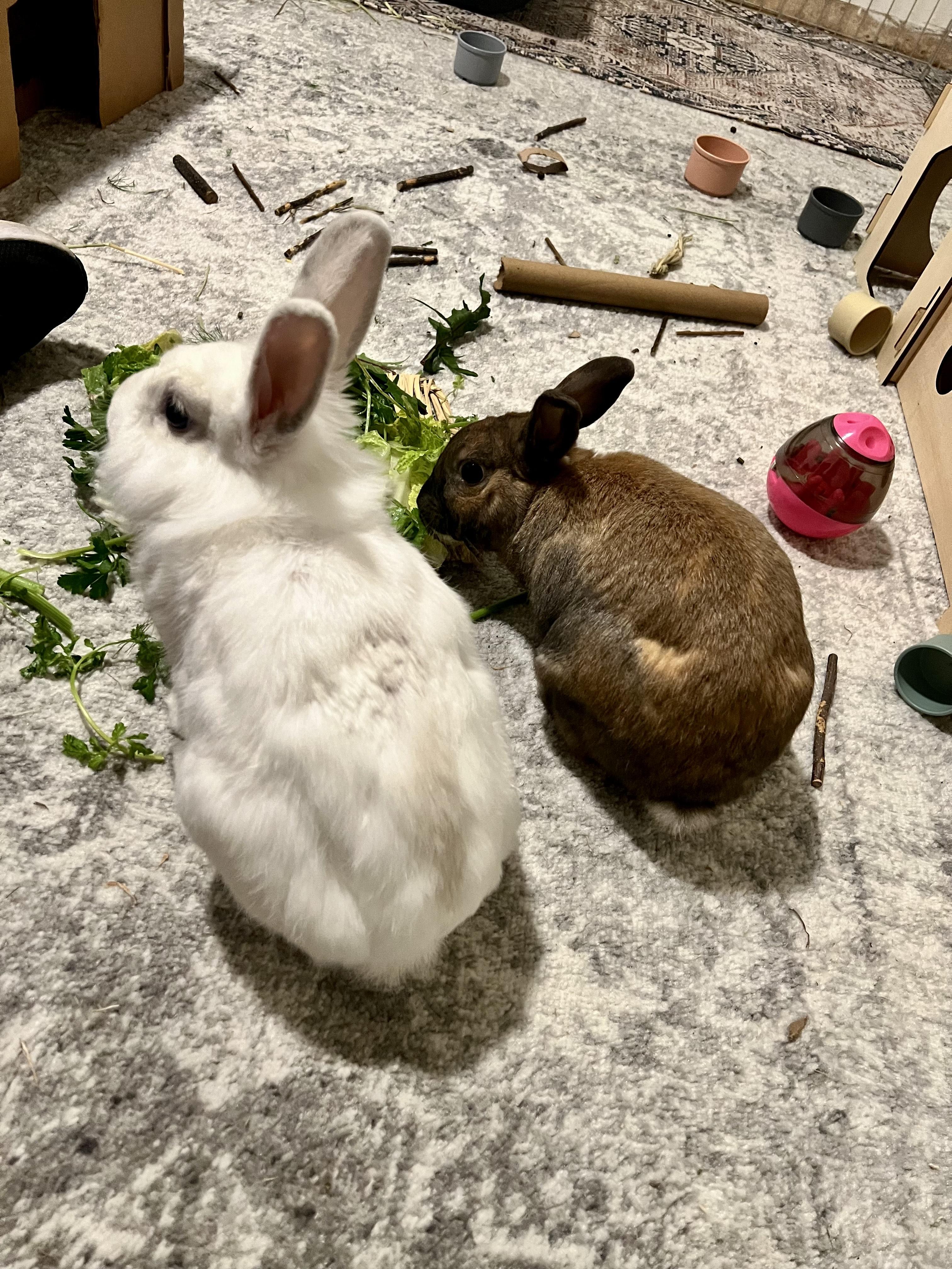 Ambrose & Chantilly 4