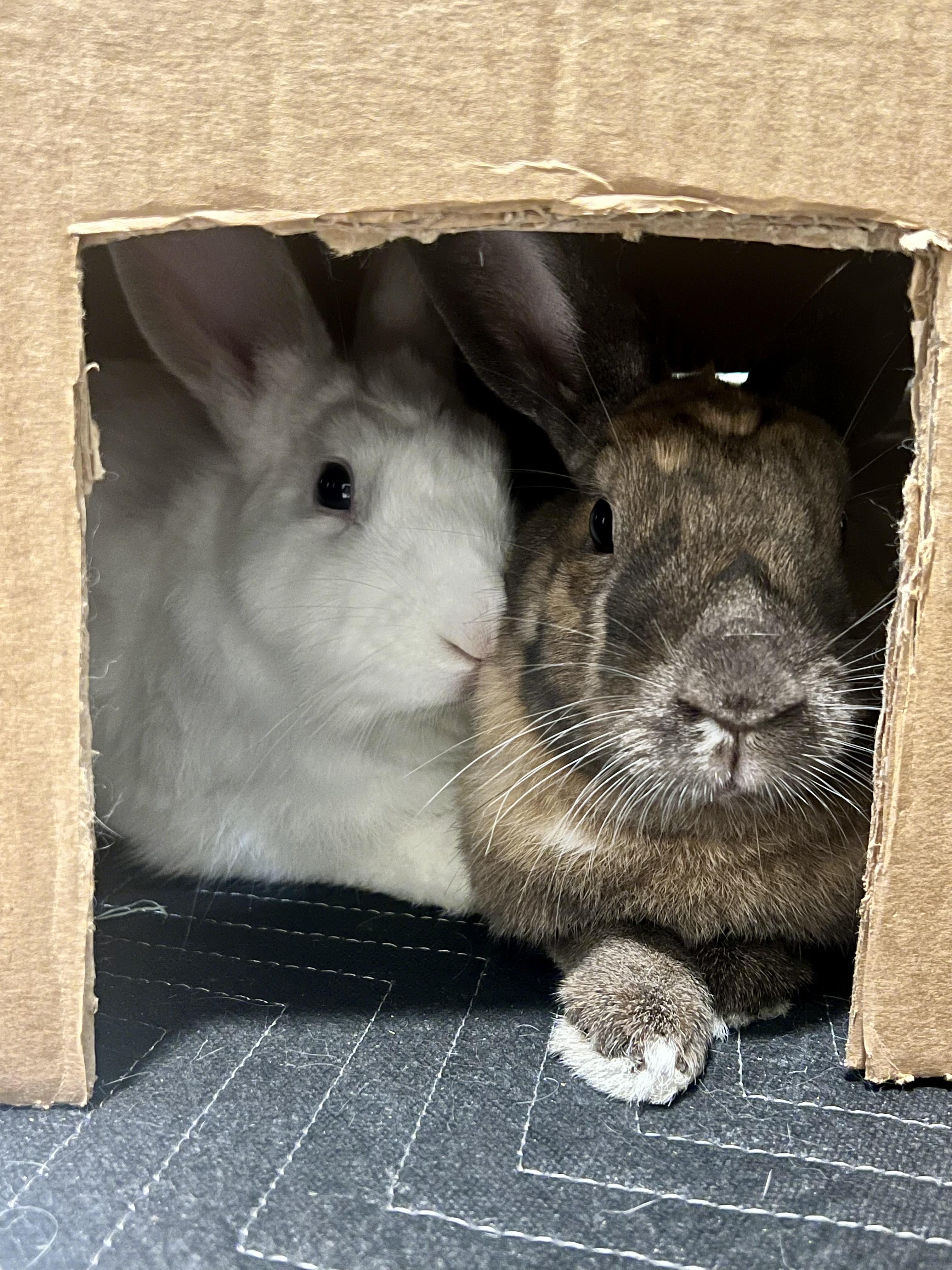 Ambrose & Chantilly 2