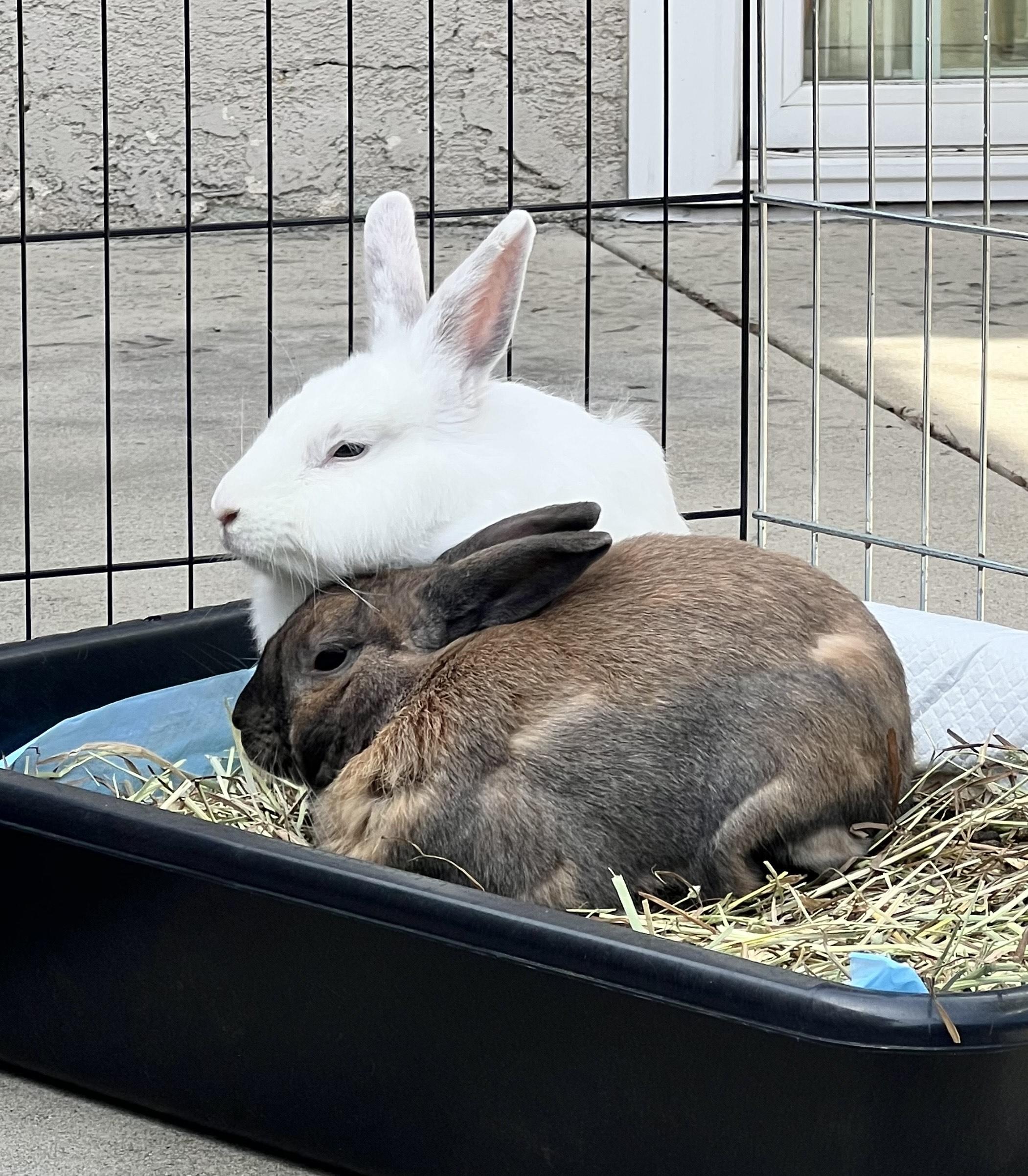 Ambrose & Chantilly 3