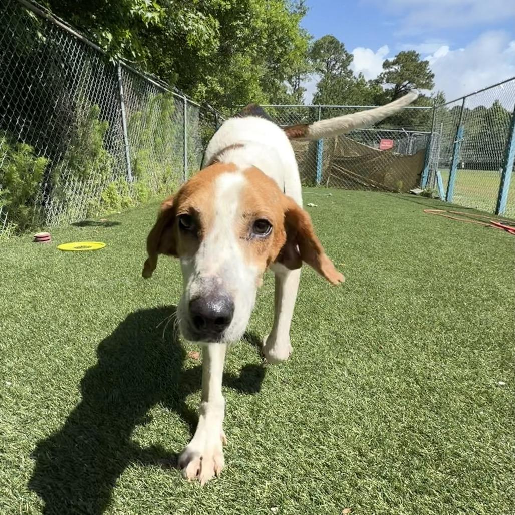 Zipper, Adoptable, Adult Male Hound.