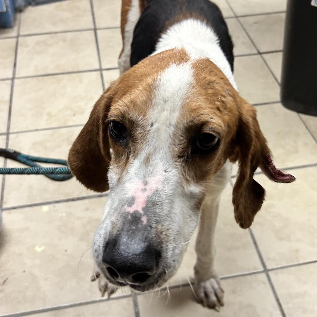 Enlarge Zipper, a Adoptable Hound in Newport, NC image 2/6