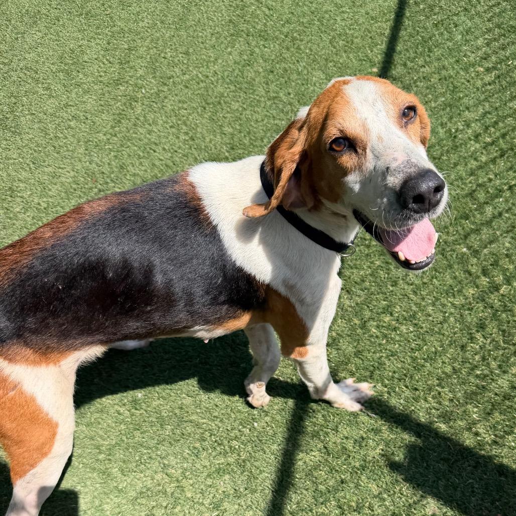 Enlarge Zipper, a Adoptable Hound in Newport, NC image 3/6