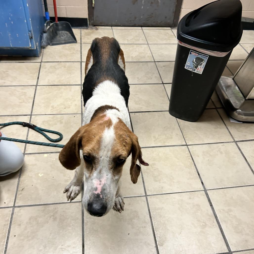 Enlarge Zipper, a Adoptable Hound in Newport, NC image 4/6