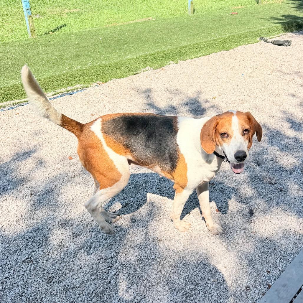 Enlarge Zipper, a Adoptable Hound in Newport, NC image 4/5