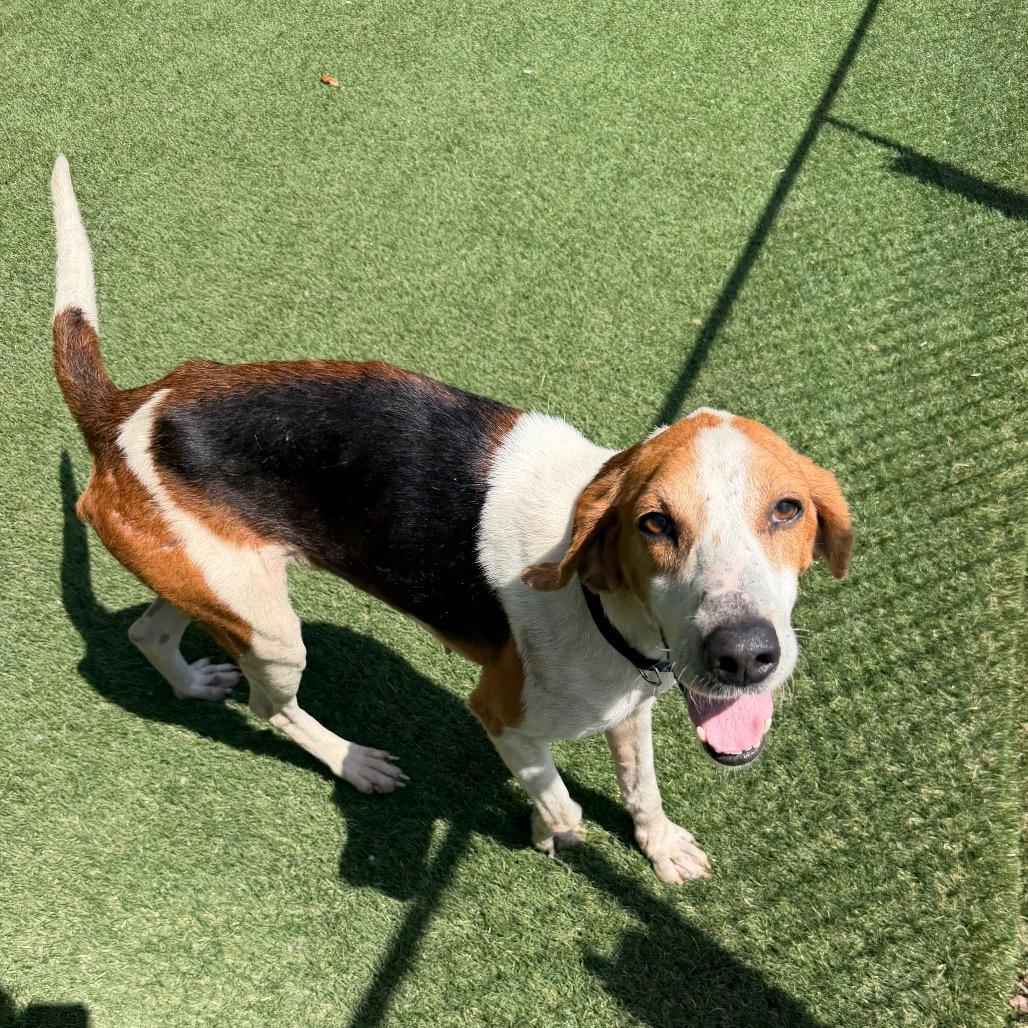 Enlarge Zipper, a Adoptable Hound in Newport, NC image 5/6