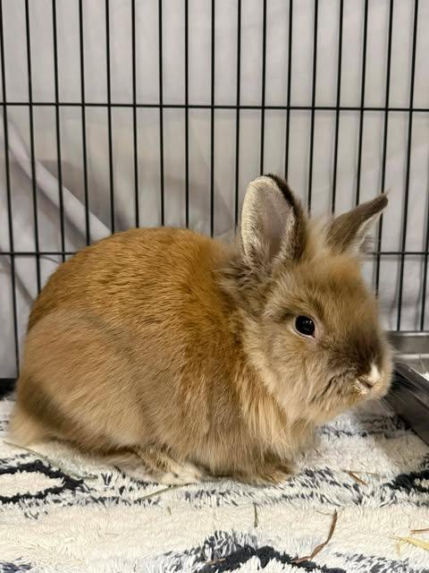 TANNER, Adoptable, Young Male Bunny Rabbit.