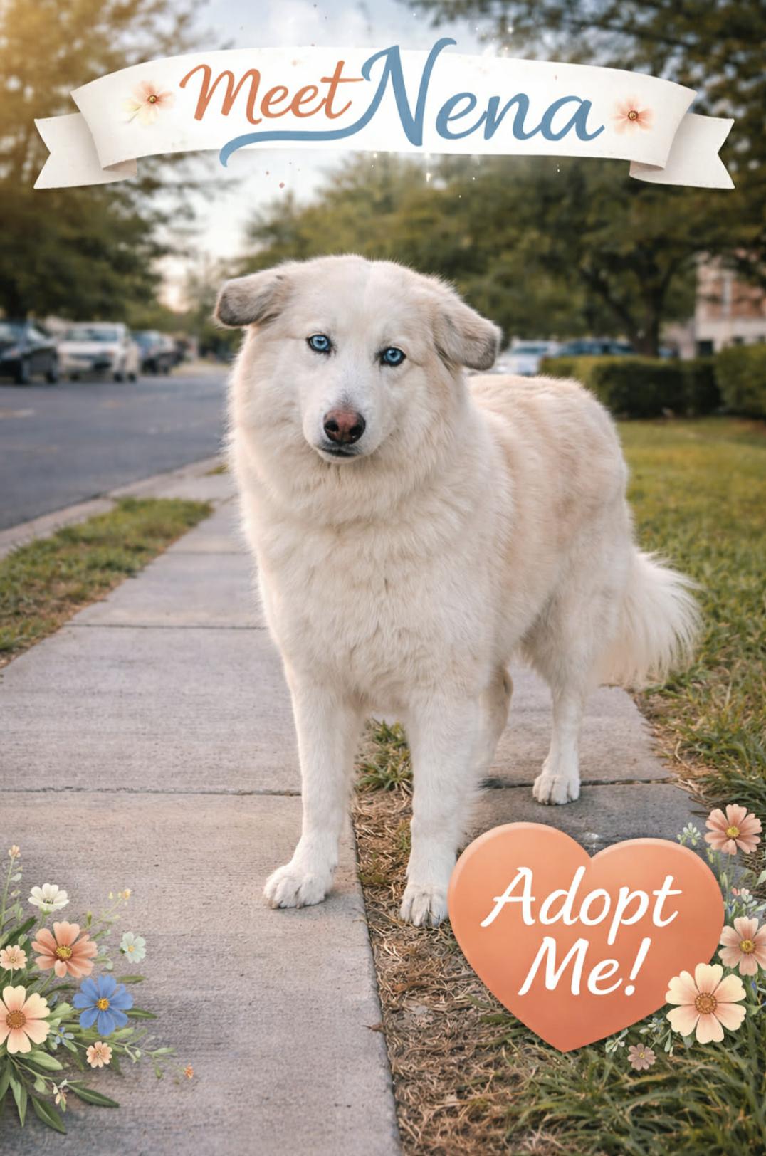 Nena , adopted, Young Female Husky.
