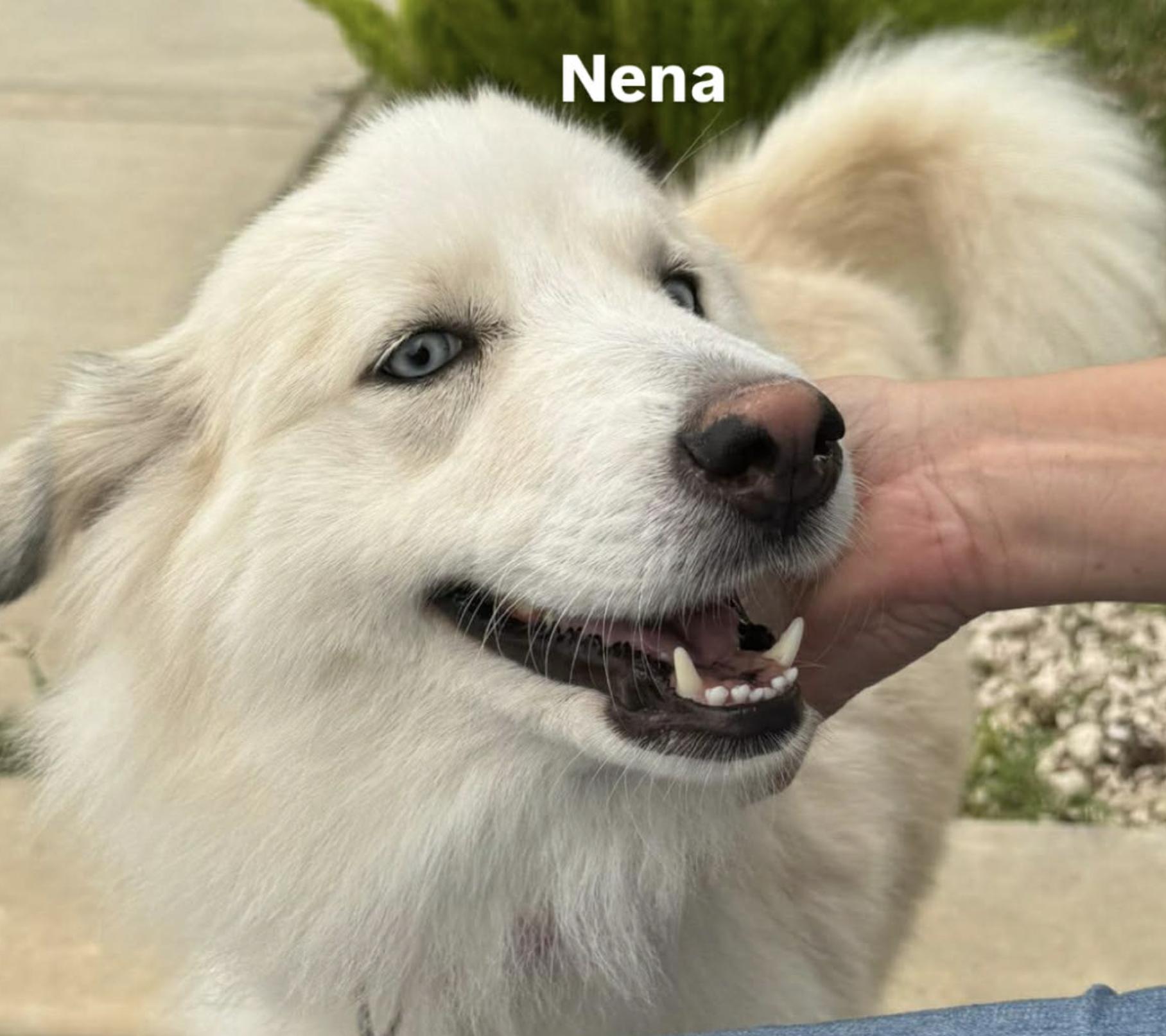 Enlarge Nena , an adopted mixed breed in Rochester, NY image 3/4