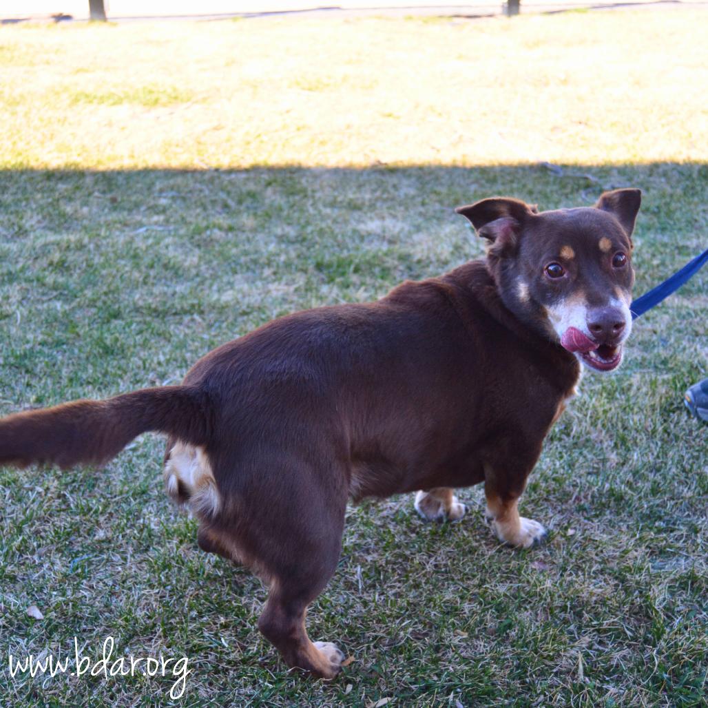 Clyde, Adoptable, Senior Male Dachshund & Mixed Breed.