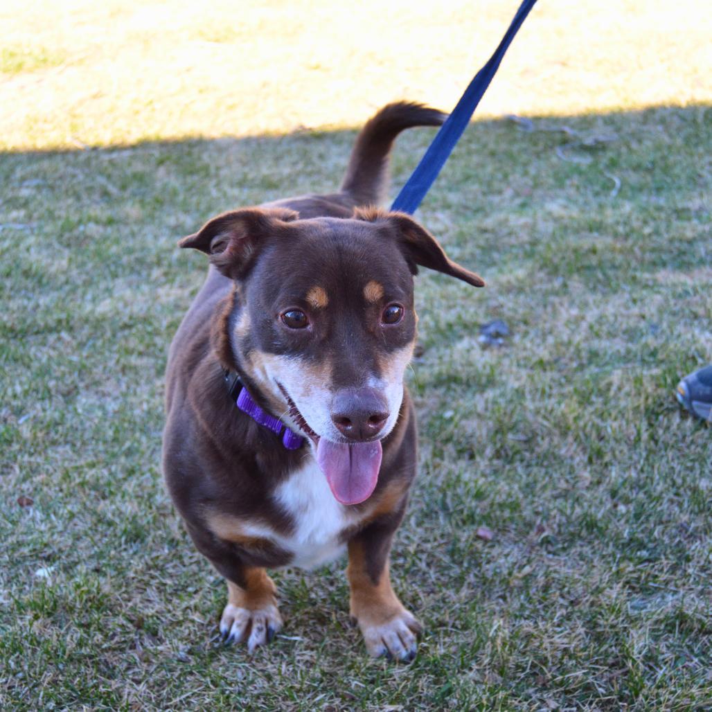 Enlarge Clyde, a Adoptable mixed breed in Cheyenne, WY image 2/3