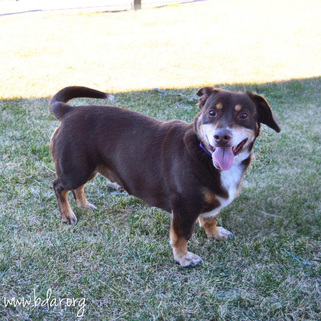 Enlarge Clyde, a Adoptable mixed breed in Cheyenne, WY image 3/3