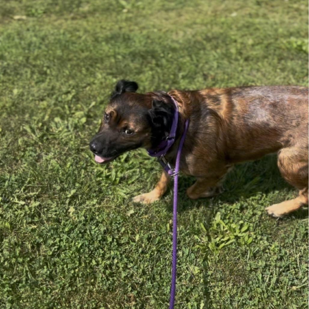 Claudia, Adoptable, Adult Female Mixed Breed & Setter.
