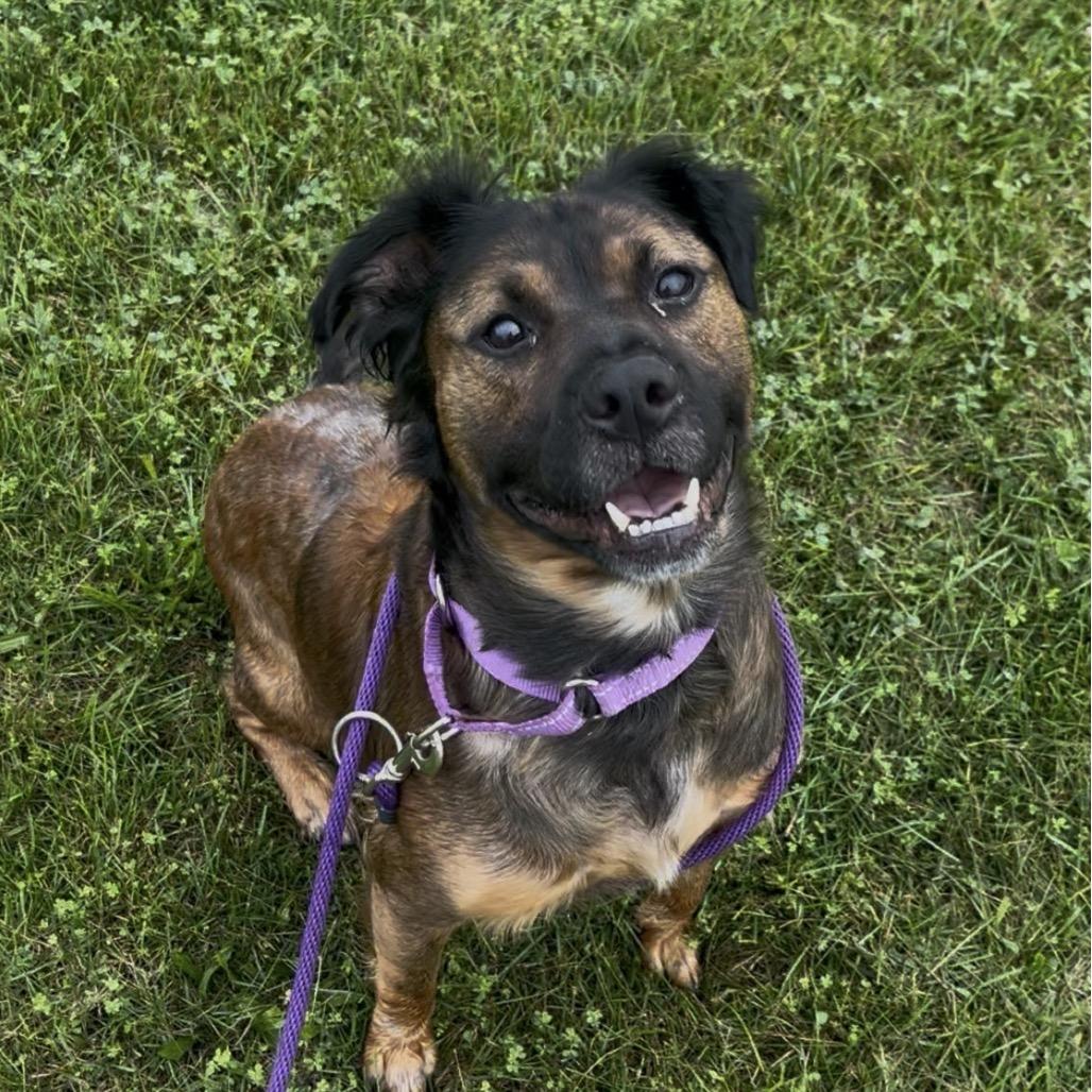 Enlarge Claudia, a Adoptable mixed breed in Marysville, OH image 2/6