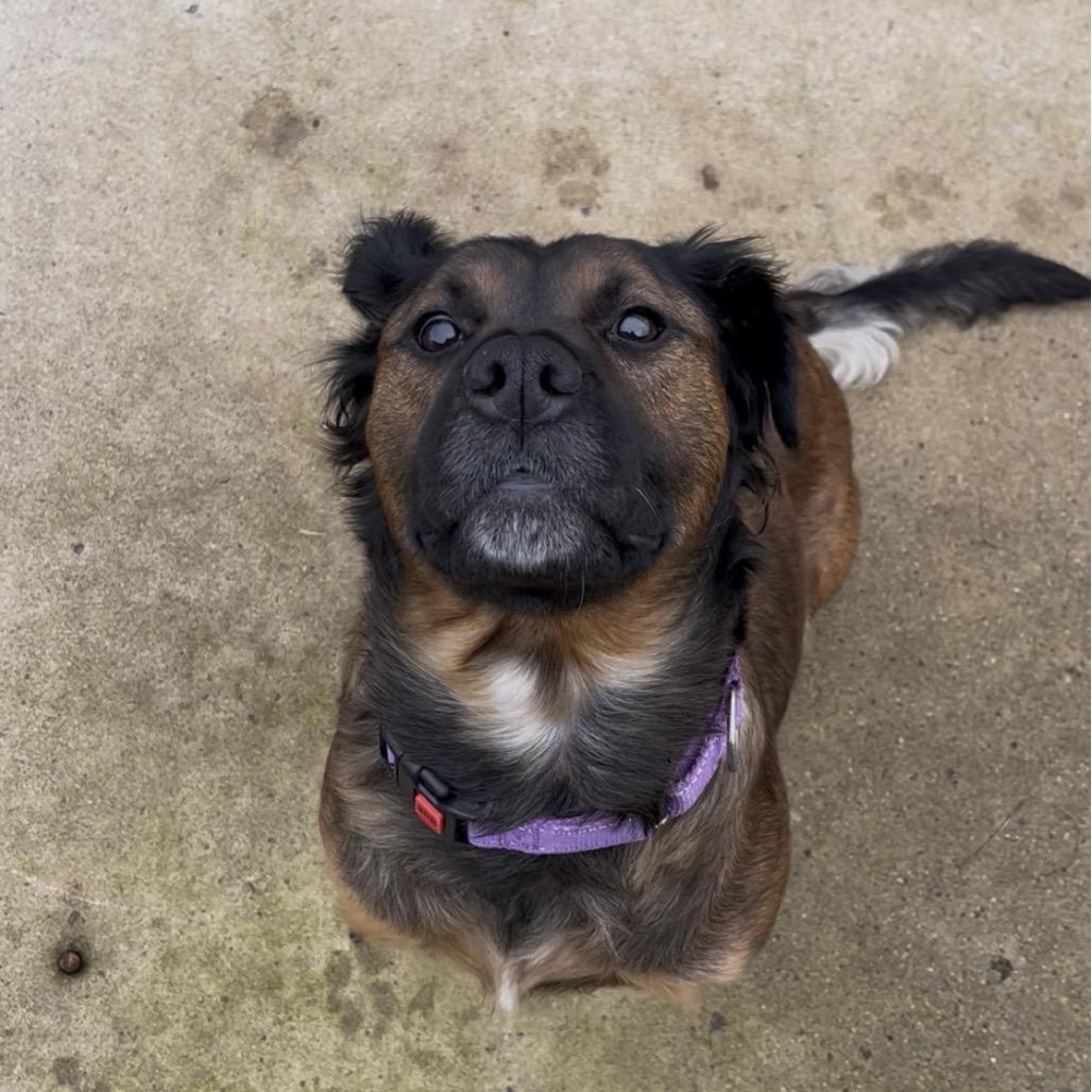 Enlarge Claudia, a Adoptable mixed breed in Marysville, OH image 3/6