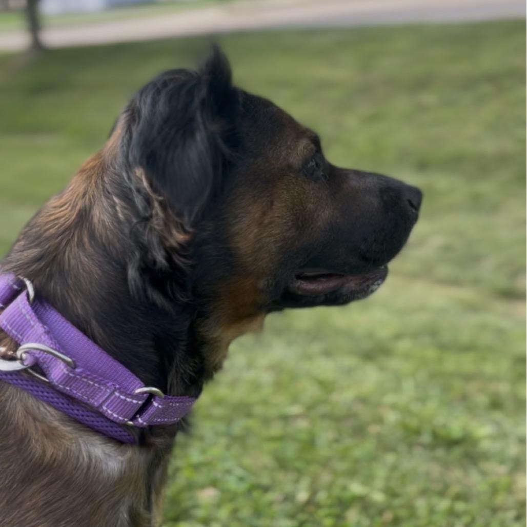 Enlarge Claudia, a Adoptable mixed breed in Marysville, OH image 4/6