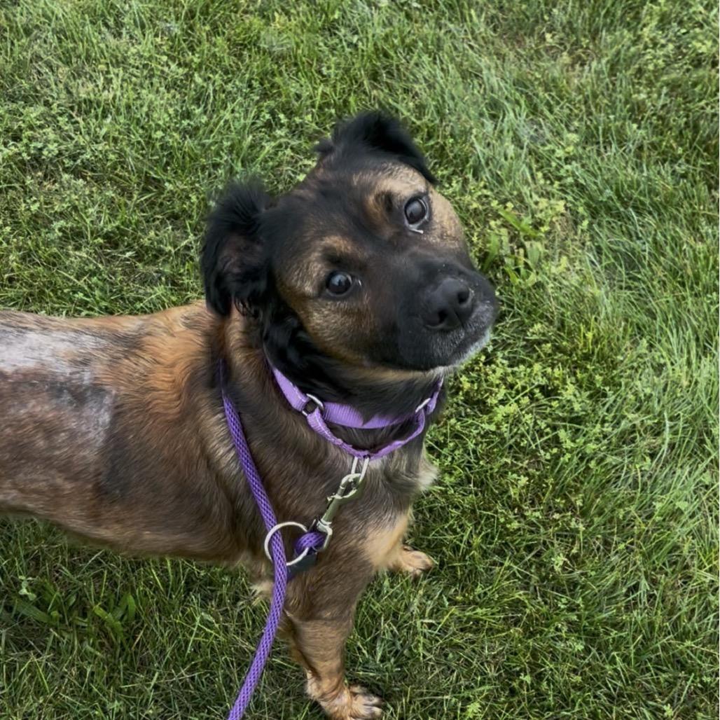 Enlarge Claudia, a Adoptable mixed breed in Marysville, OH image 5/6