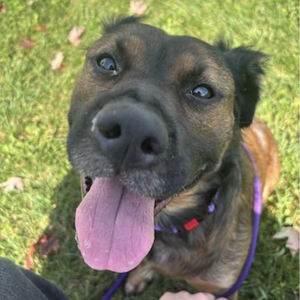 Enlarge Claudia, a Adoptable mixed breed in Marysville, OH image 6/6