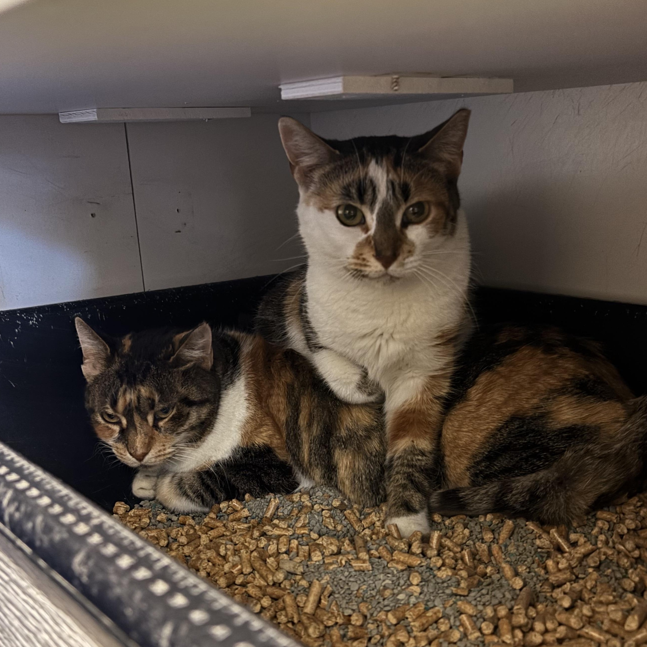 Gracelynn thumbnail 2